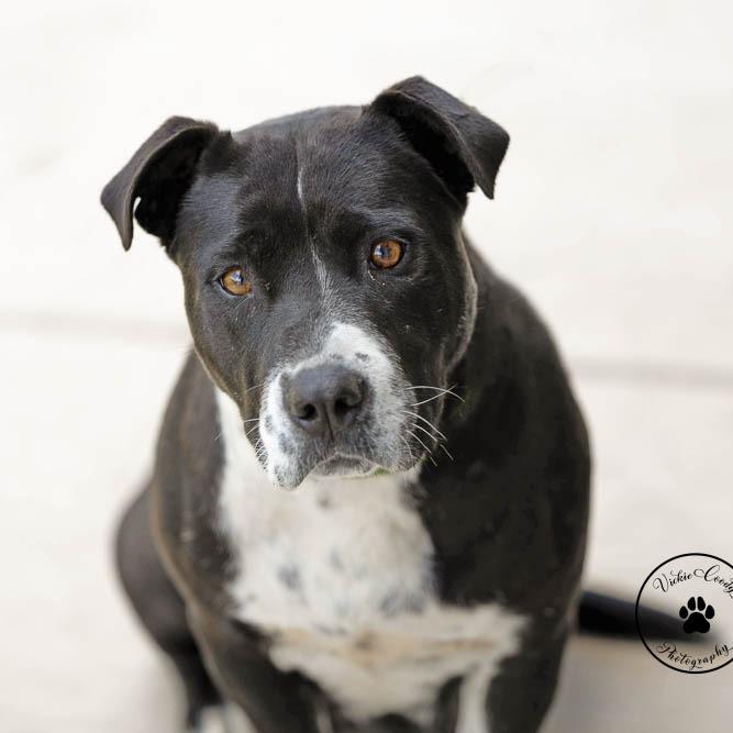 Posie, a Adoptable mixed breed in Abilene, TX image 2/3