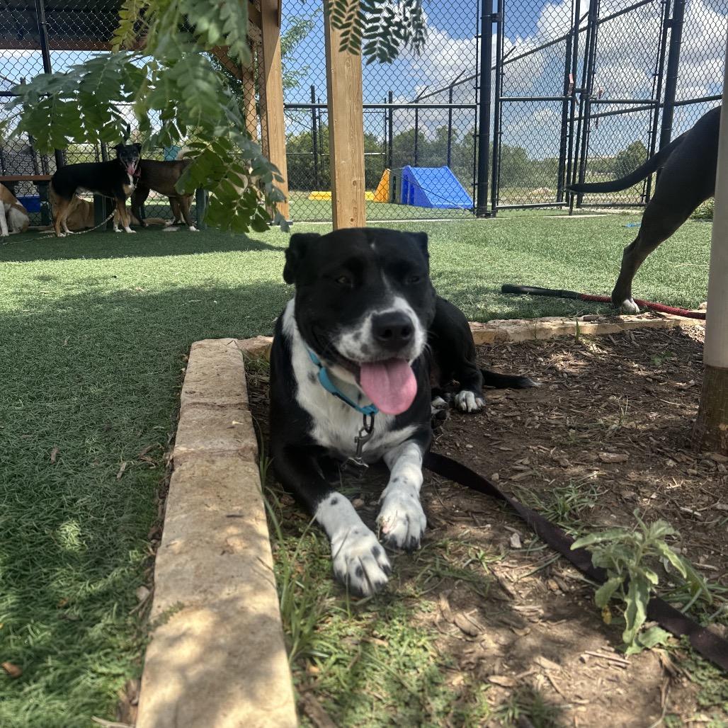 Posie, a Adoptable mixed breed in Abilene, TX image 3/5