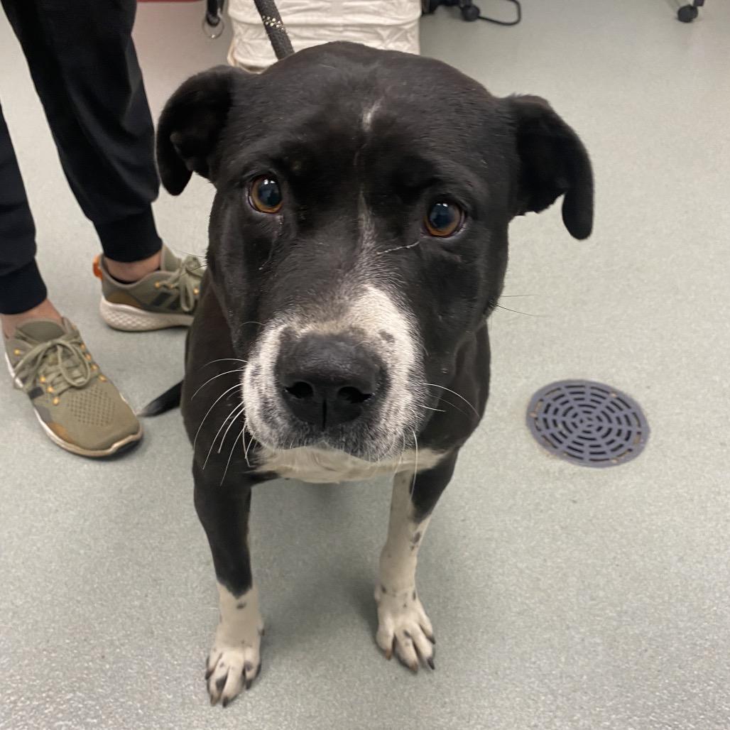 Posie, a Adoptable mixed breed in Abilene, TX image 3/3