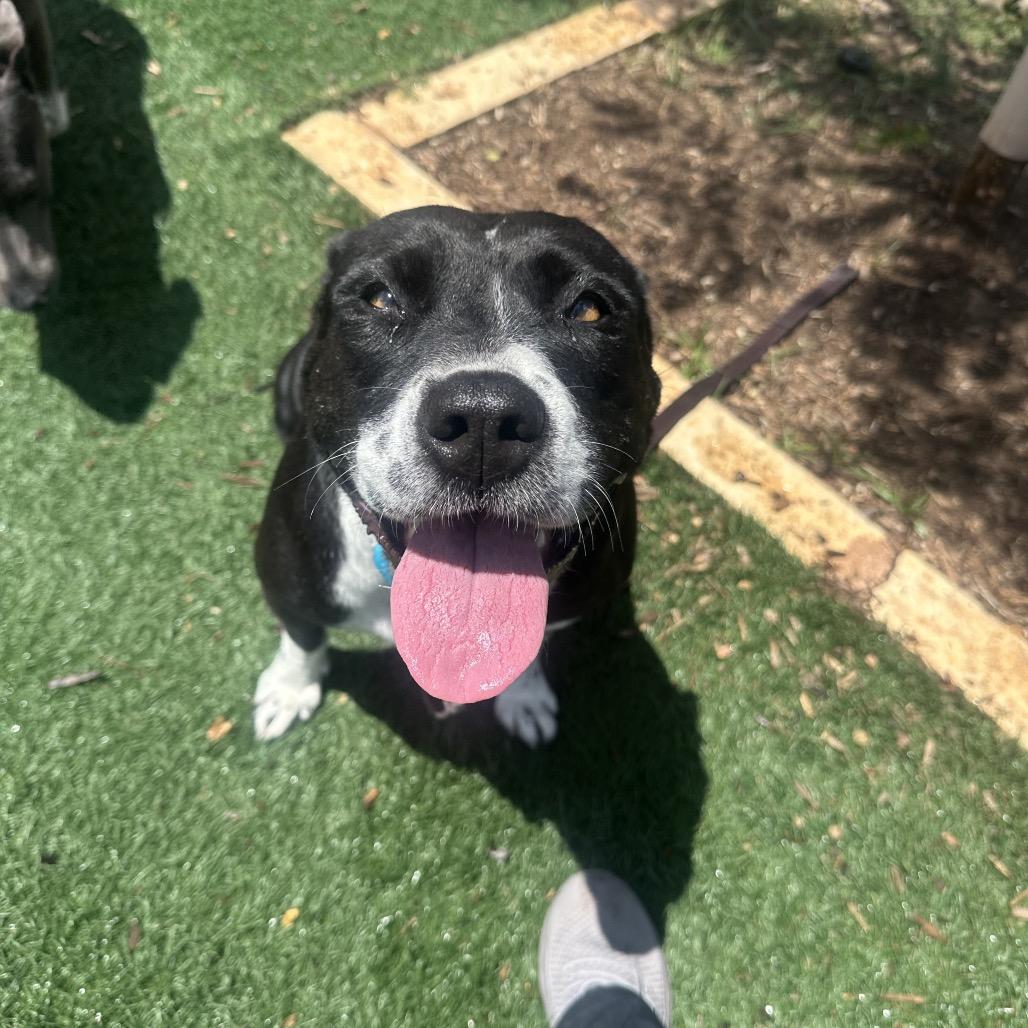 Posie, a Adoptable mixed breed in Abilene, TX image 5/5