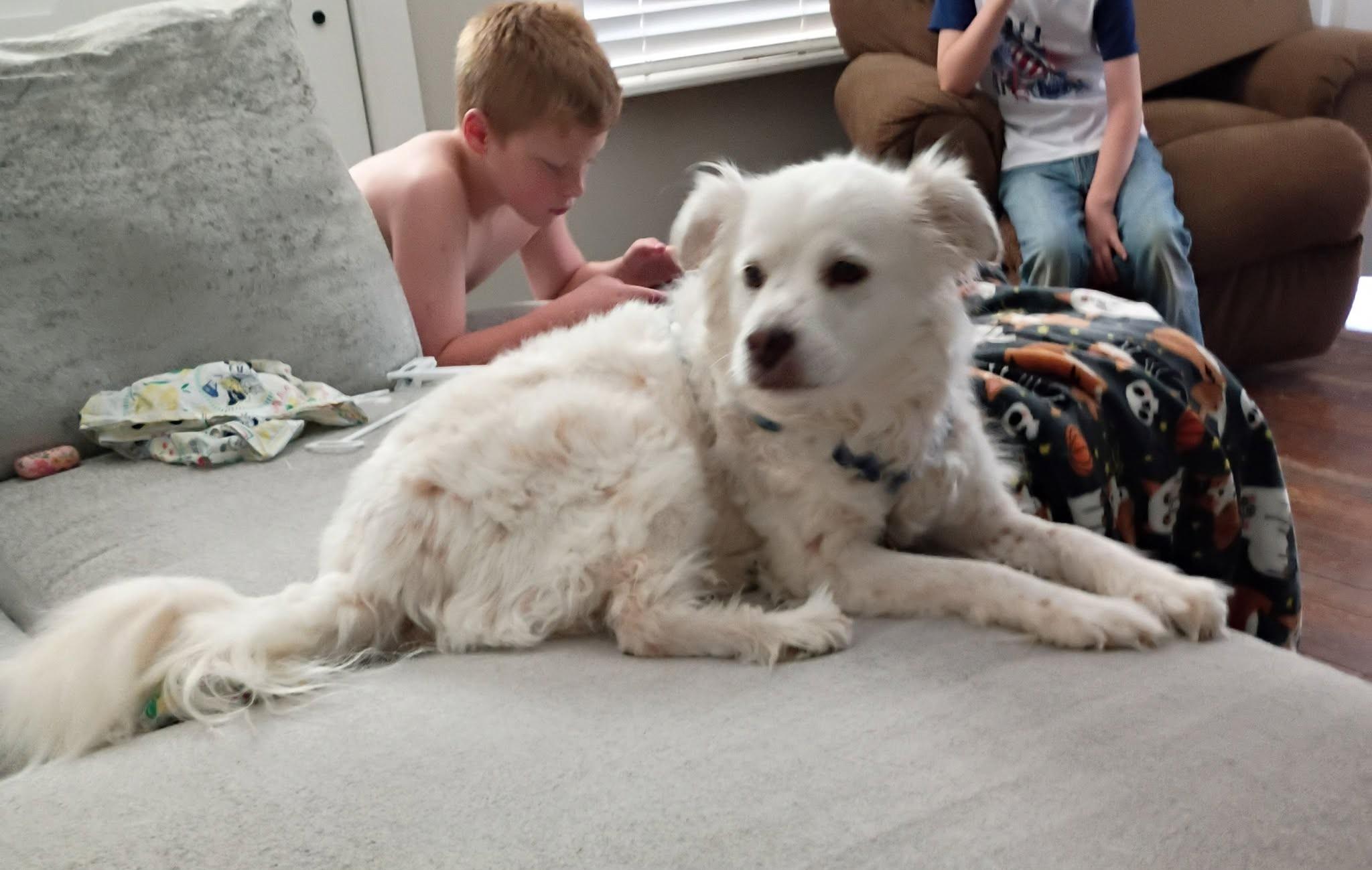 Mandy, Adoptable, Senior Female Australian Shepherd & Great Pyrenees.