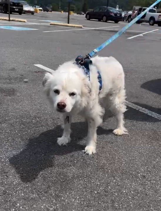 Enlarge Mandy, a Adoptable mixed breed in Rogersville, TN video 2/2