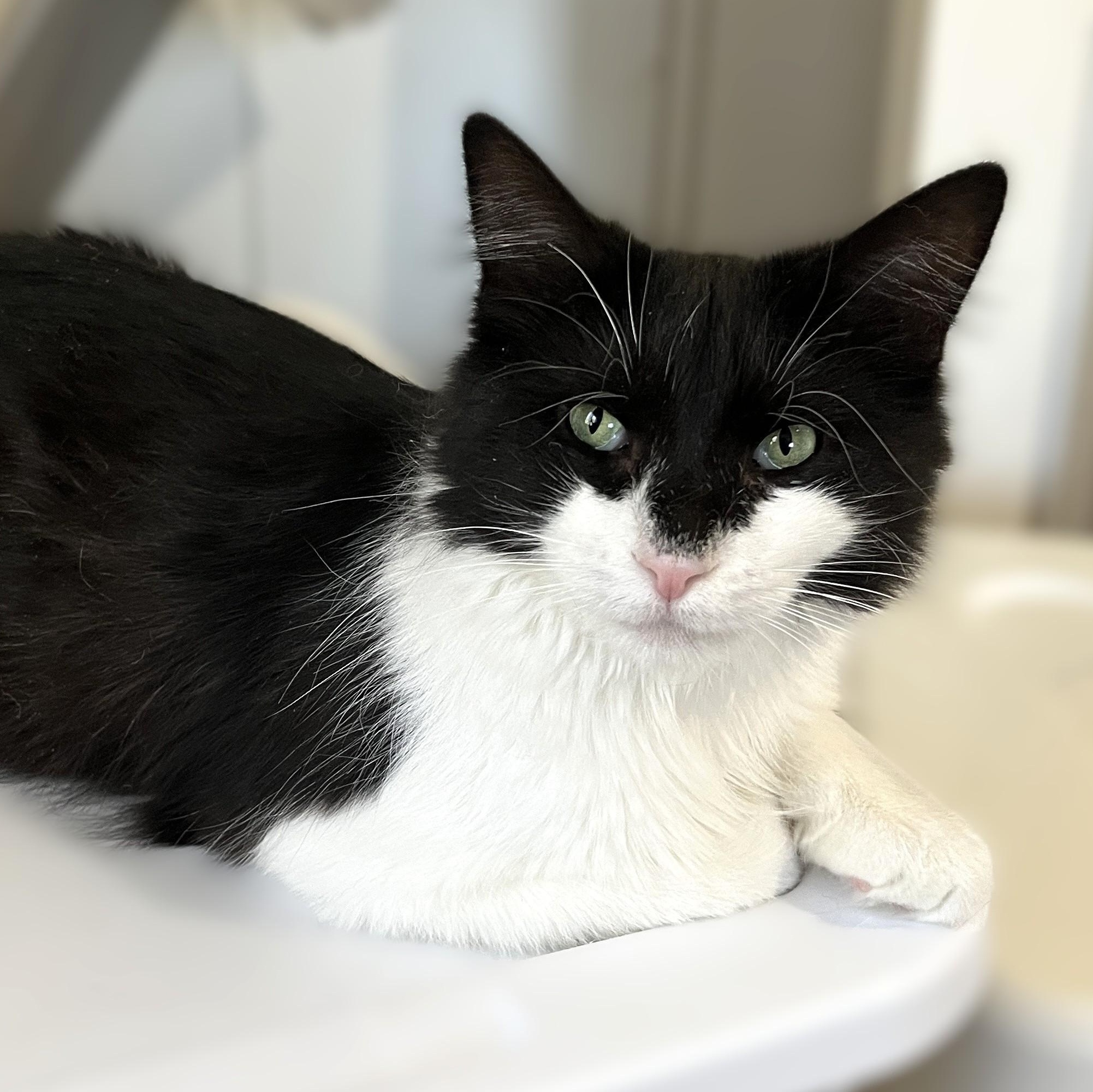 Enlarge Venice (easygoing and playful), a Adoptable Domestic Medium Hair in Shingletown, CA image 5/6
