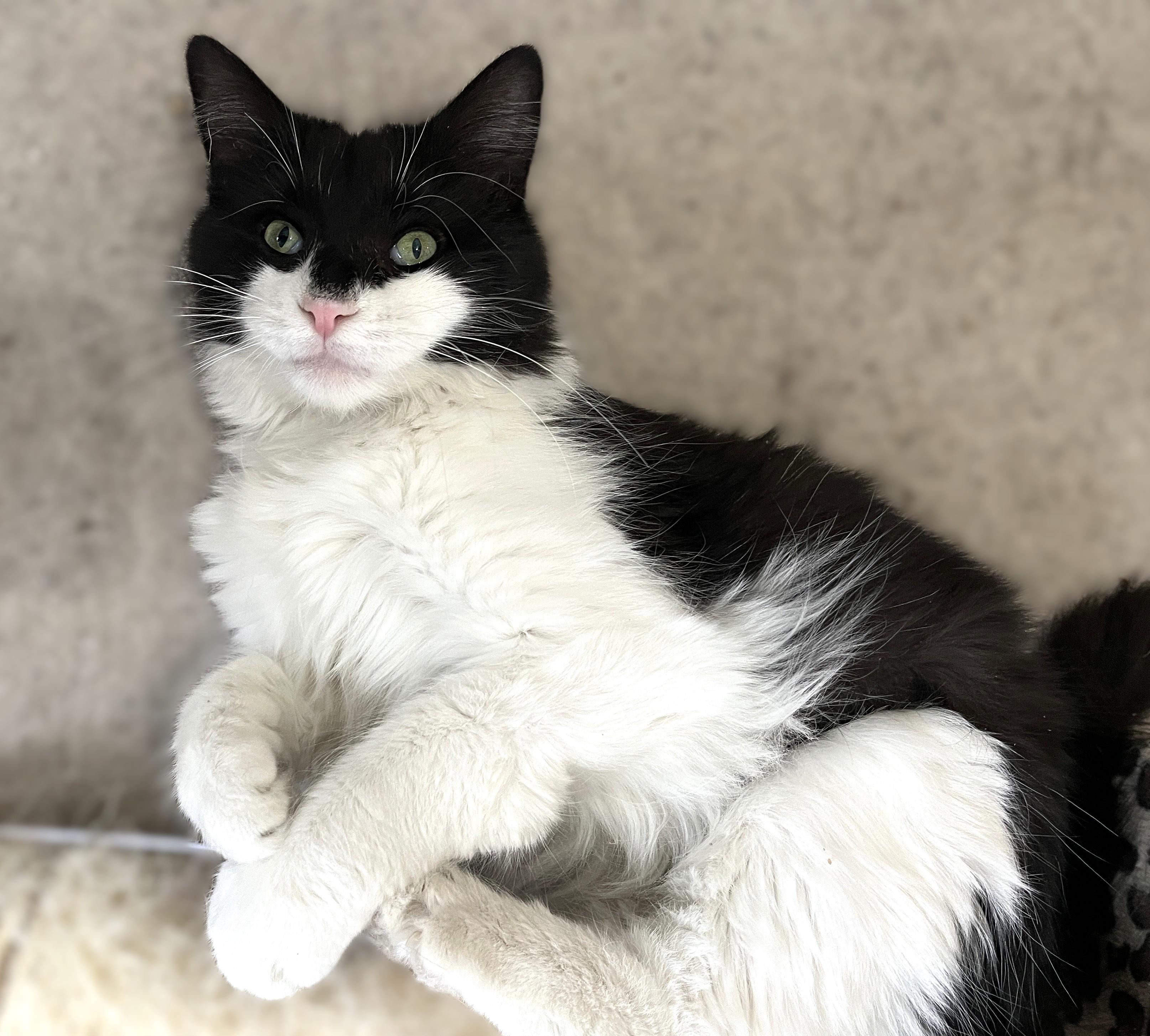 Enlarge Venice (easygoing and playful), a Adoptable Domestic Medium Hair in Shingletown, CA image 6/6