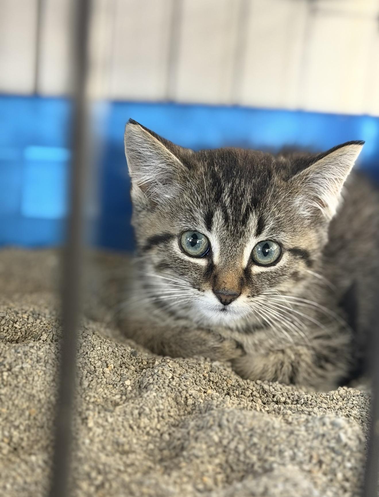 Enlarge Tumble, an adopted Domestic Short Hair in Fertile, MN image 2/3