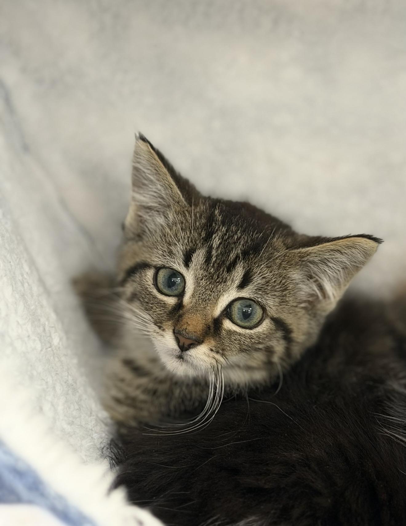Tumble, adopted, Kitten Male Domestic Short Hair.