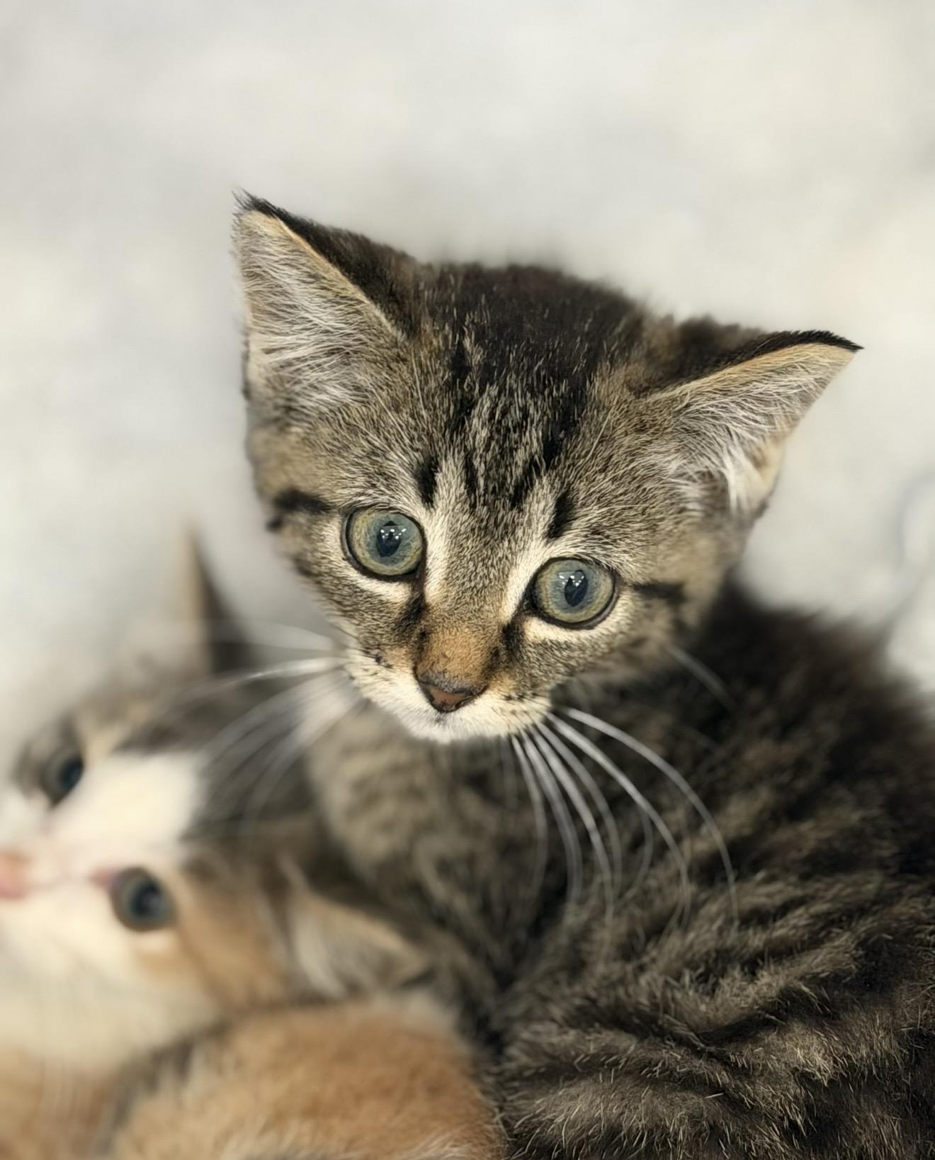 Enlarge Tumble, an adopted Domestic Short Hair in Fertile, MN image 3/3