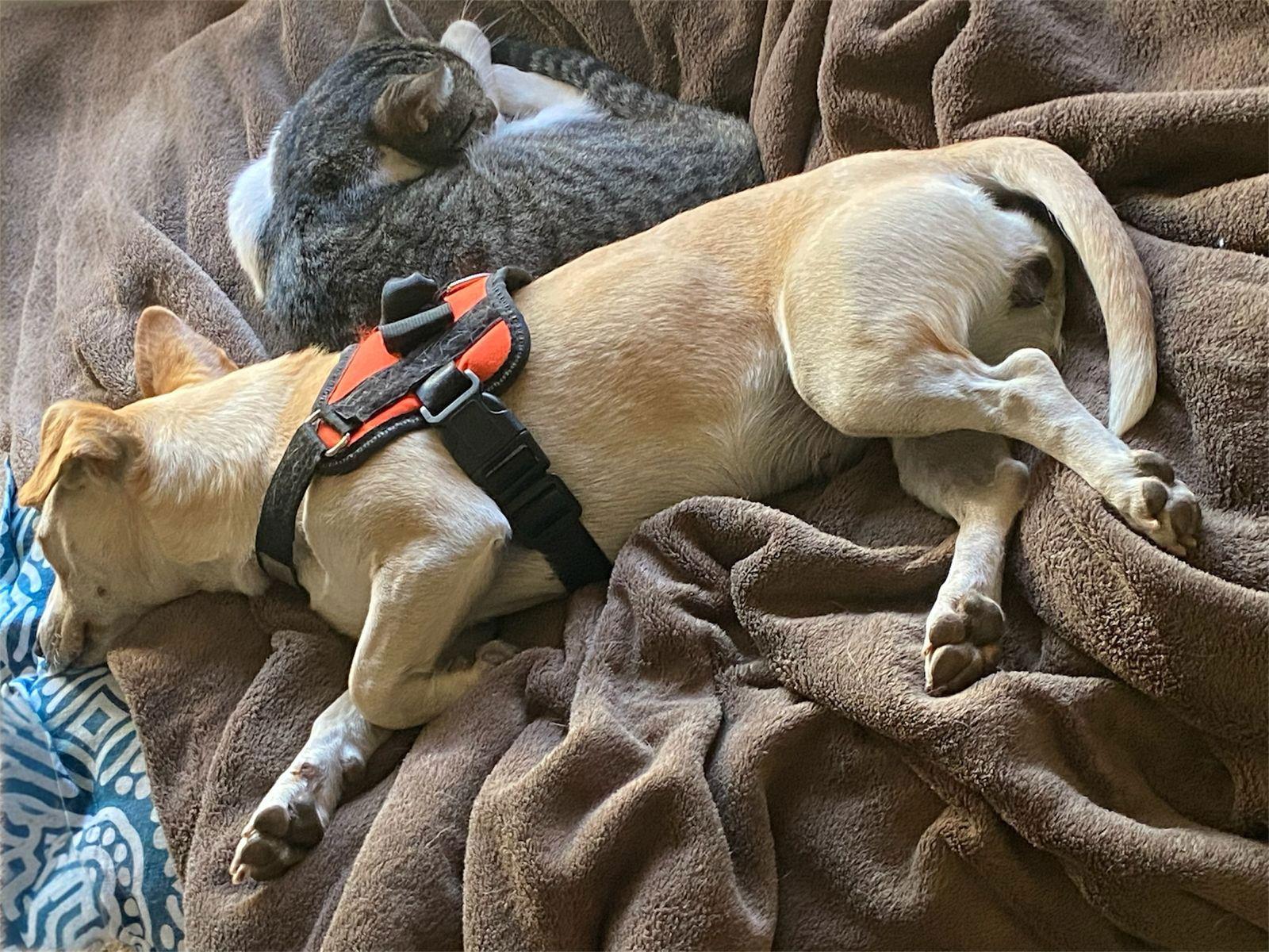 Petunia, Adoptable, Adult Female Chihuahua & Terrier.