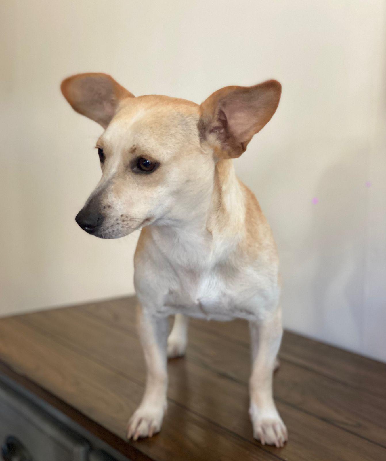 Petunia, a Adoptable mixed breed in San Diego, CA image 3/3