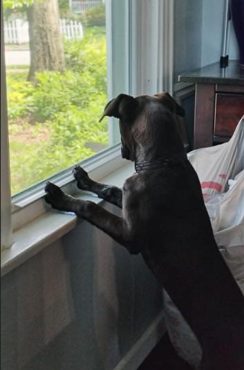Enlarge Jessie, a ADOPTABLE mixed breed in St. Louis, MO image 5/6