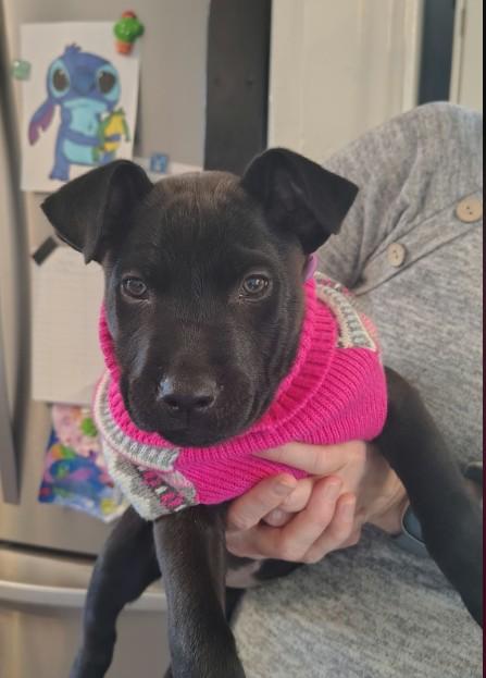 Enlarge Jessie, a ADOPTABLE mixed breed in St. Louis, MO image 2/4