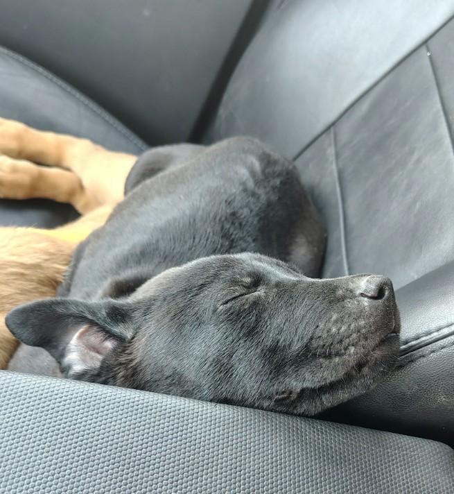 Enlarge Jessie, a ADOPTABLE mixed breed in St. Louis, MO image 3/4