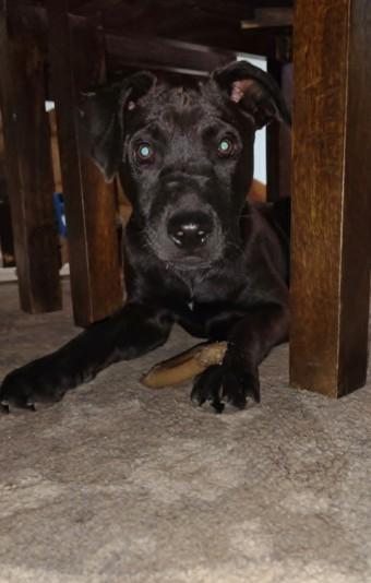 Enlarge Jessie, a ADOPTABLE mixed breed in St. Louis, MO image 6/6