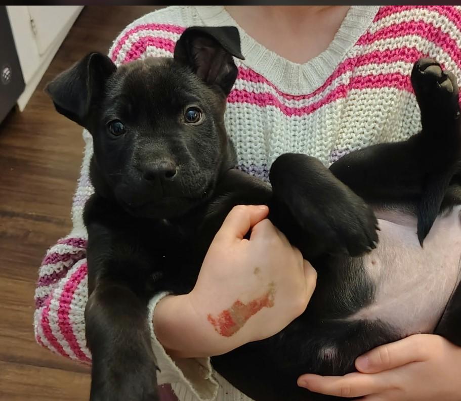 Enlarge Jessie, a ADOPTABLE mixed breed in St. Louis, MO image 4/4