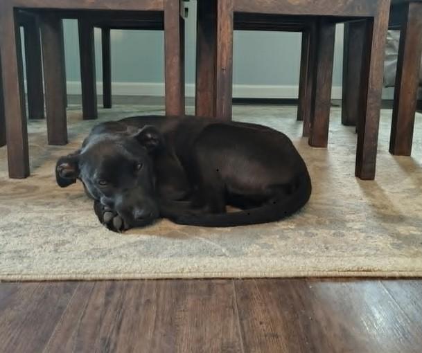 Jessie, ADOPTABLE, Young Female Black Labrador Retriever.