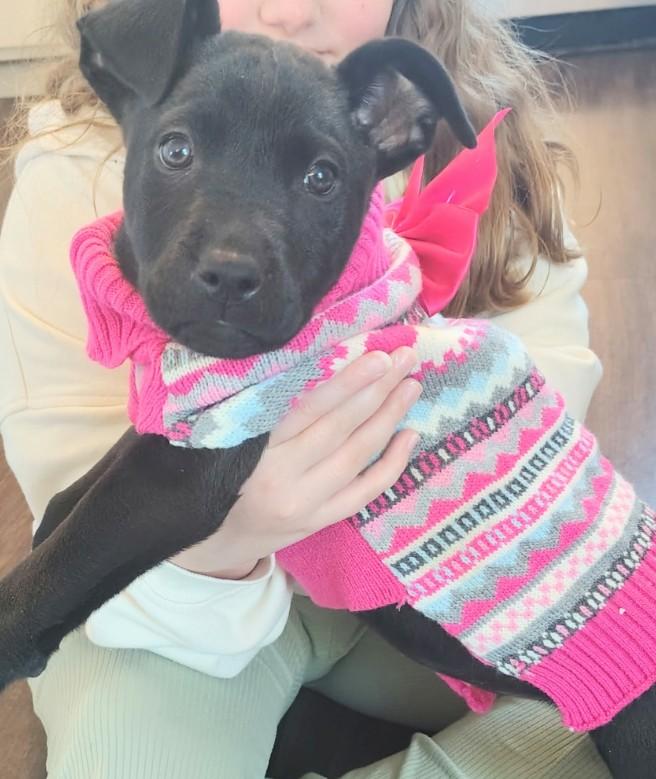 Enlarge Jessie, a ADOPTABLE mixed breed in St. Louis, MO image 1/4