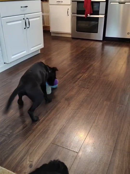 Enlarge Jessie, a ADOPTABLE mixed breed in St. Louis, MO video 3/6