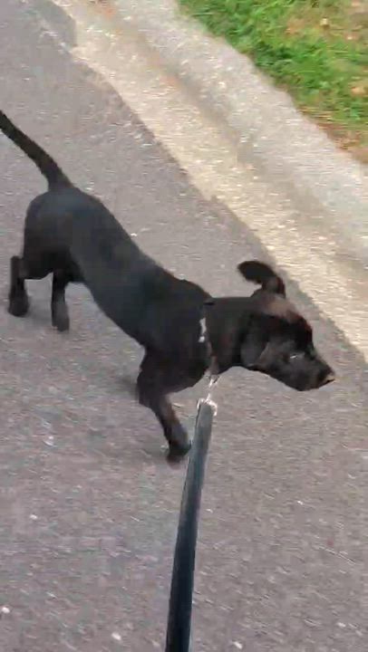 Enlarge Jessie, a ADOPTABLE mixed breed in St. Louis, MO video 4/6