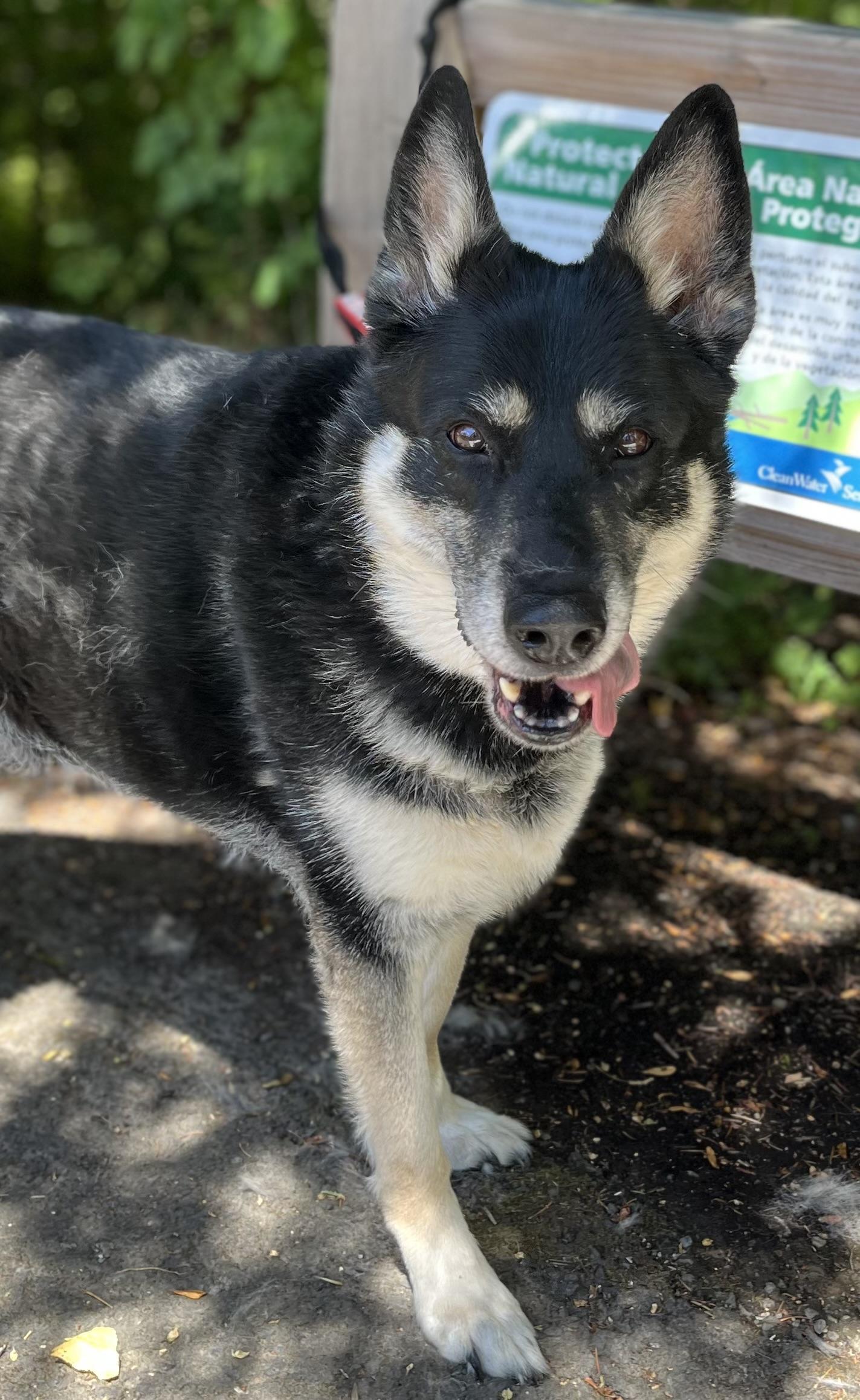 Picco, a Adoptable mixed breed in Tigard, OR image 2/4