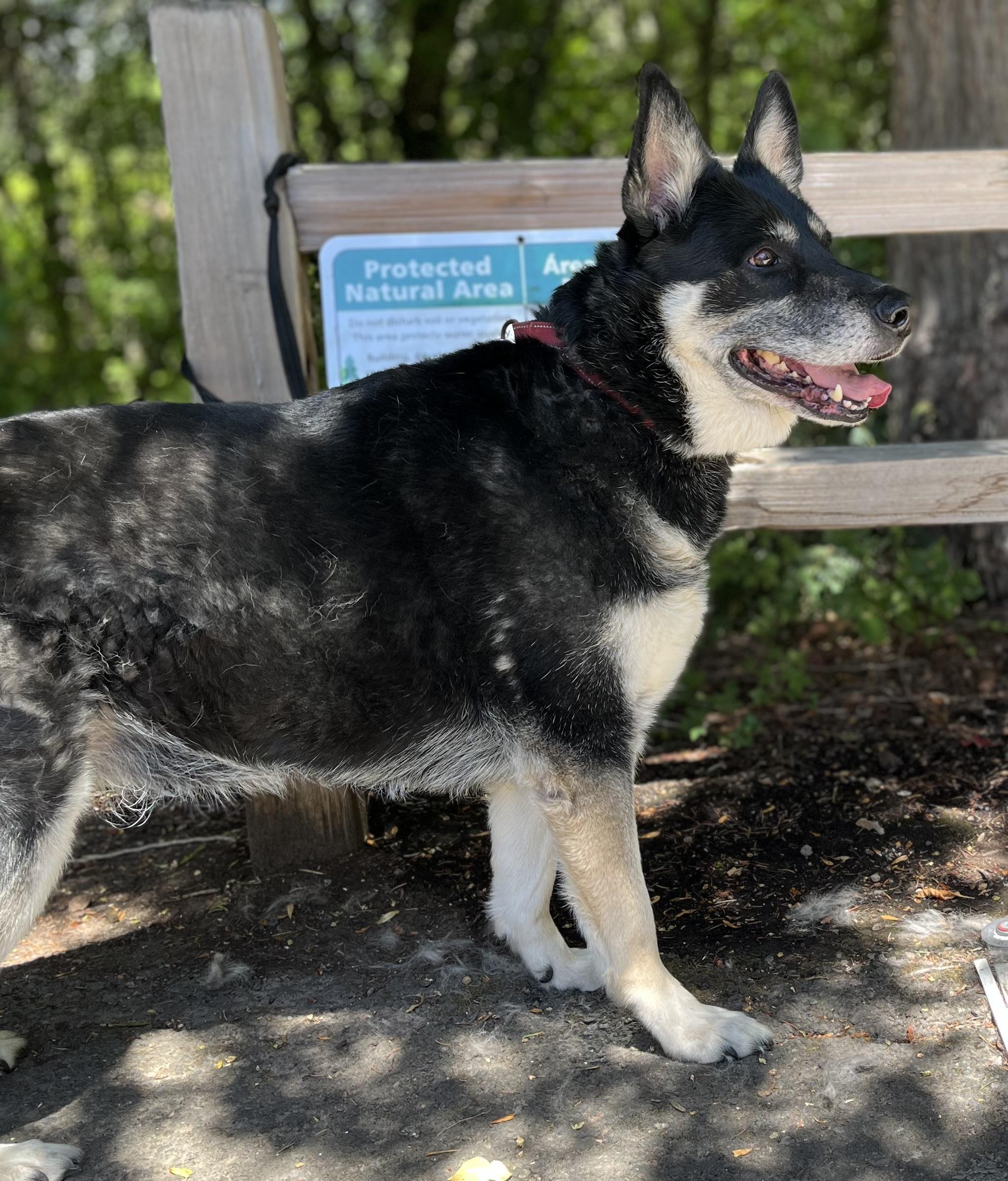 Picco, a Adoptable mixed breed in Tigard, OR image 3/4