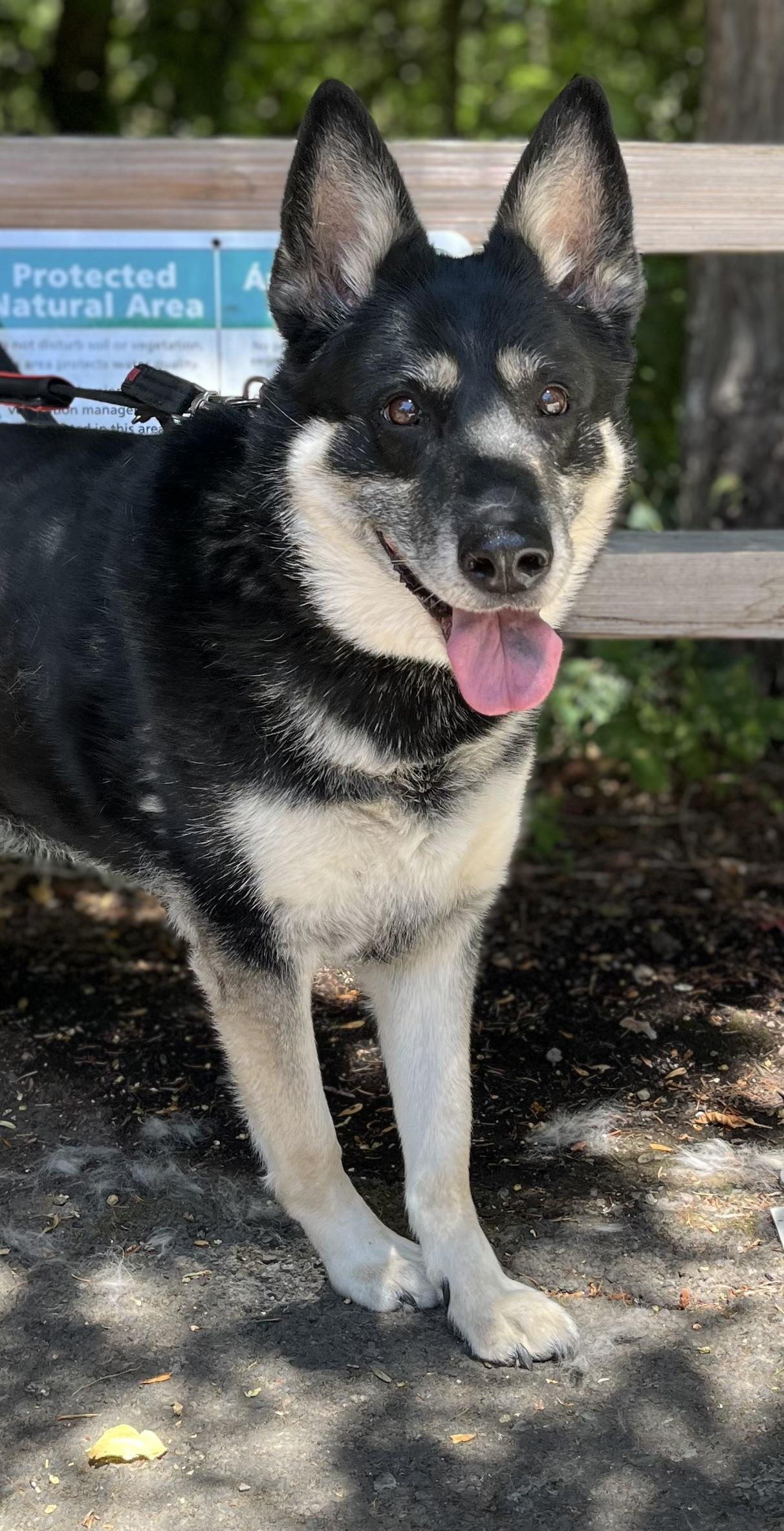 Picco, a Adoptable mixed breed in Tigard, OR image 1/4