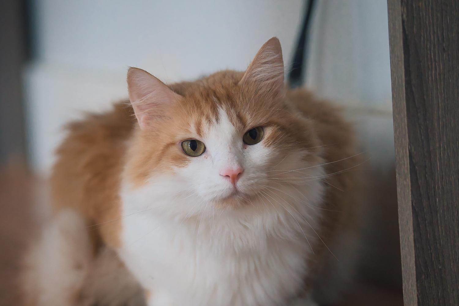 Brie, Adoptable, Adult Female Domestic Medium Hair.