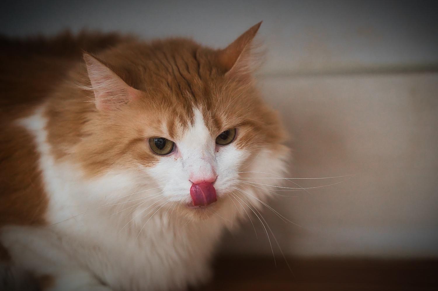 Enlarge Brie, a Adoptable Domestic Medium Hair in Chamblee, GA image 1/6