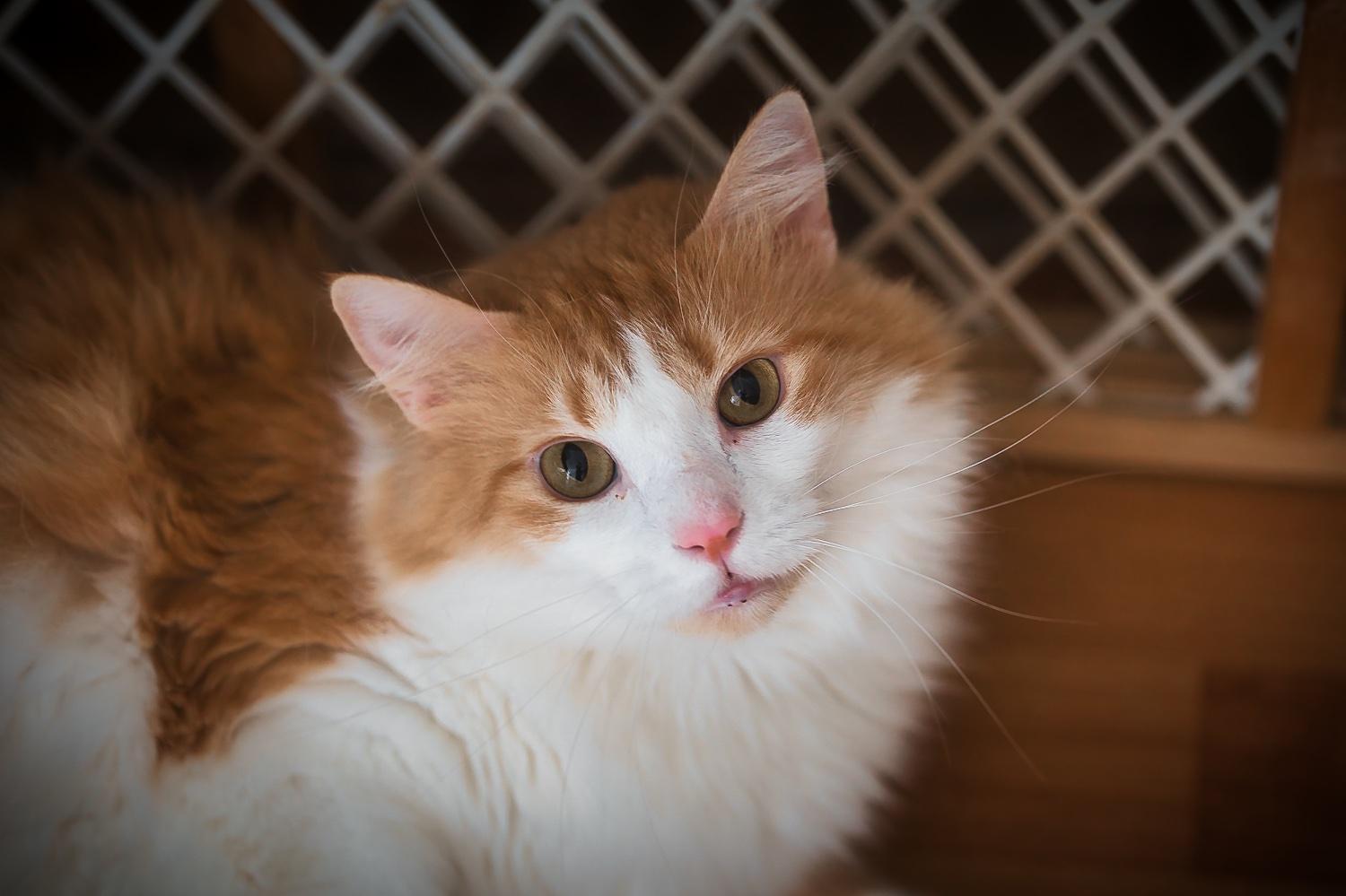 Brie, a Adoptable Domestic Medium Hair in Chamblee, GA image 1/6