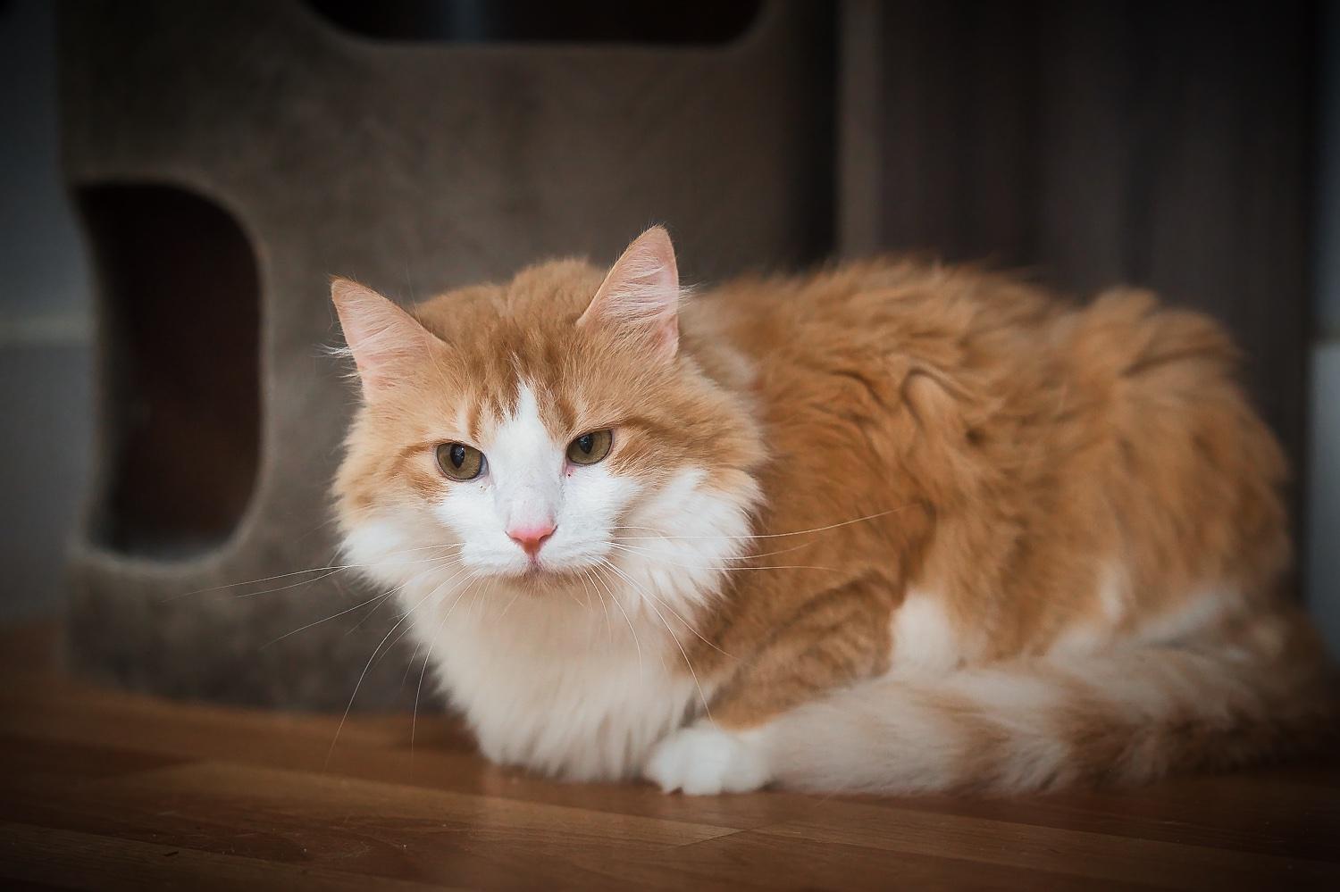 Enlarge Brie, a Adoptable Domestic Medium Hair in Chamblee, GA image 2/6