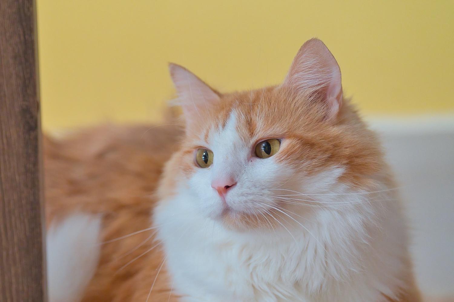 Enlarge Brie, a Adoptable Domestic Medium Hair in Chamblee, GA image 3/6