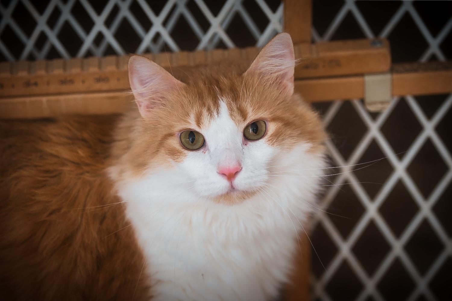 Brie, a Adoptable Domestic Medium Hair in Chamblee, GA image 2/6