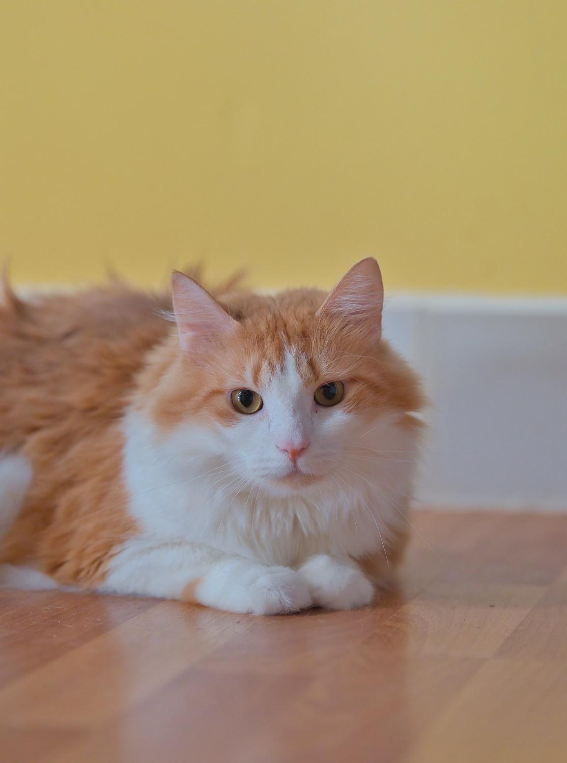 Brie, a Adoptable Domestic Medium Hair in Chamblee, GA image 3/6