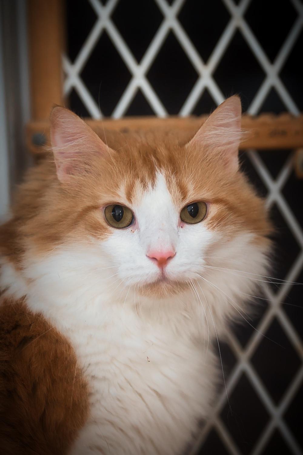 Brie, a Adoptable Domestic Medium Hair in Chamblee, GA image 4/6