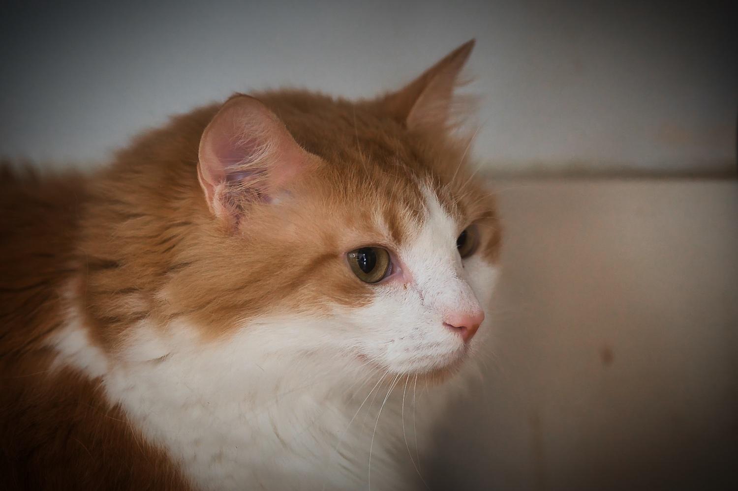 Enlarge Brie, a Adoptable Domestic Medium Hair in Chamblee, GA image 4/6