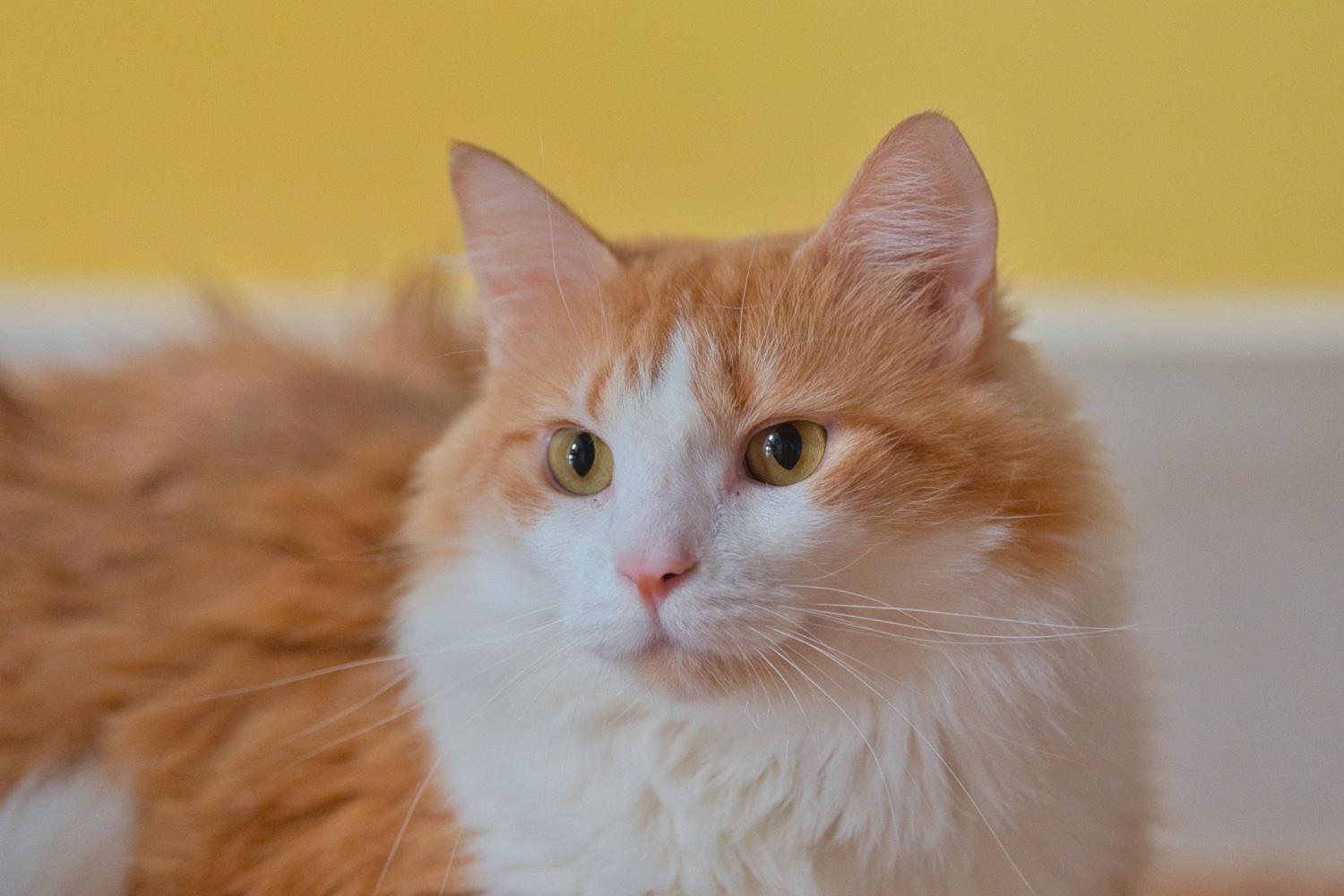 Enlarge Brie, a Adoptable Domestic Medium Hair in Chamblee, GA image 5/6