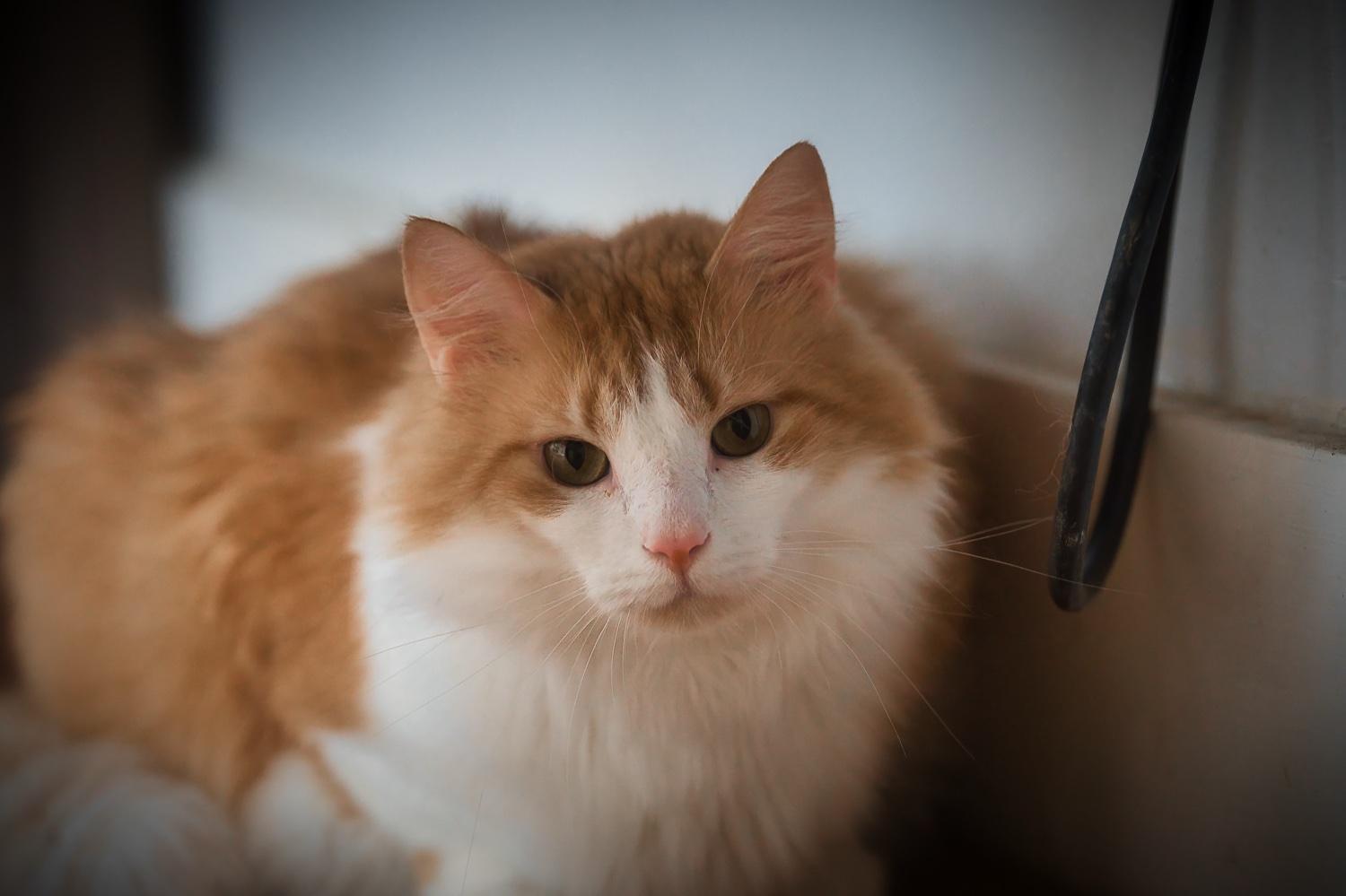 Brie, a Adoptable Domestic Medium Hair in Chamblee, GA image 5/6