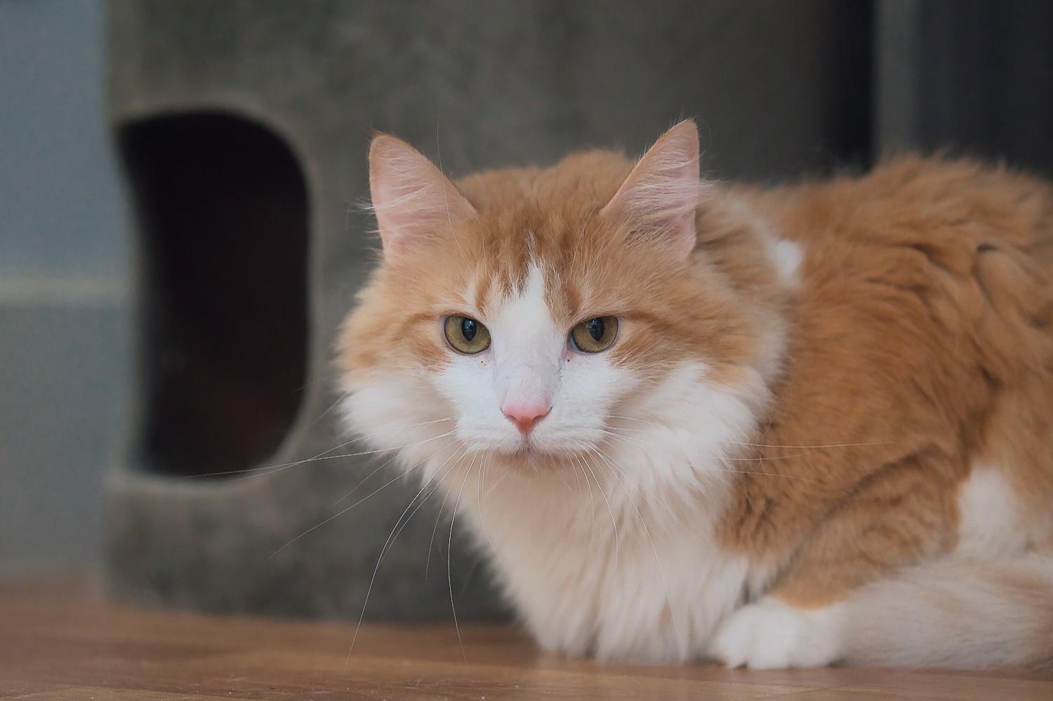 Brie, a Adoptable Domestic Medium Hair in Chamblee, GA image 6/6