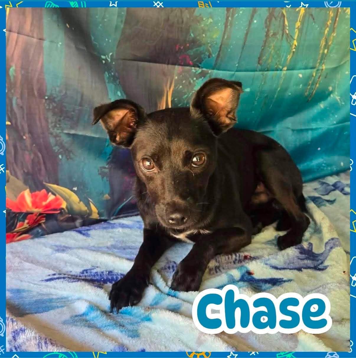 Enlarge Chase, an adopted mixed breed in Ringwood, NJ image 1/1