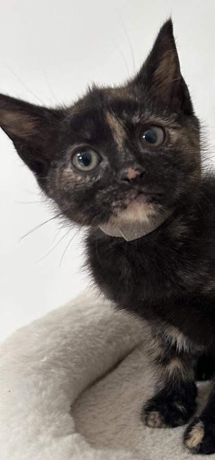 Tai, Adoptable, Kitten Female Domestic Short Hair & Domestic Short Hair.