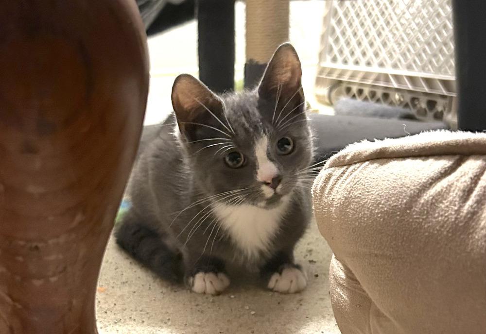 Tony, a Adoptable Domestic Short Hair in Henrico, VA image 1/5