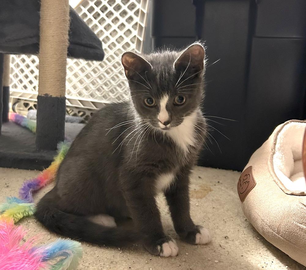 Tony, a Adoptable Domestic Short Hair in Henrico, VA image 2/5
