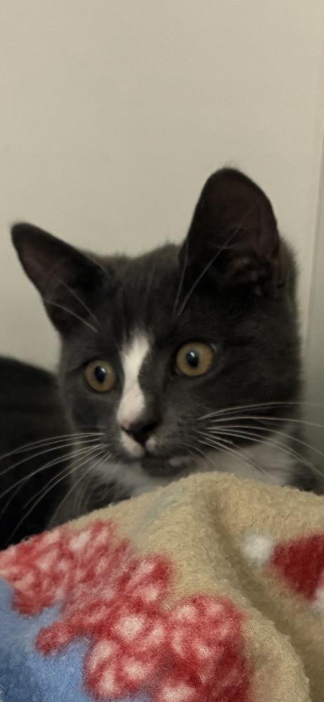 Tony, a Adoptable Domestic Short Hair in Henrico, VA image 3/5