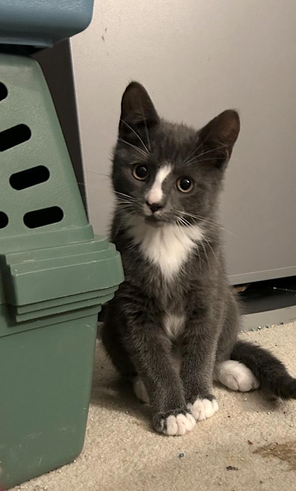Tony, a Adoptable Domestic Short Hair in Henrico, VA image 4/5