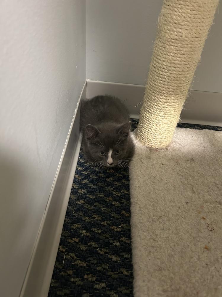 Tony, a Adoptable Domestic Short Hair in Henrico, VA image 5/5