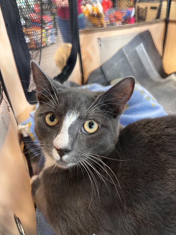 Enlarge Tony, a Adoptable Domestic Short Hair in Henrico, VA image 5/5