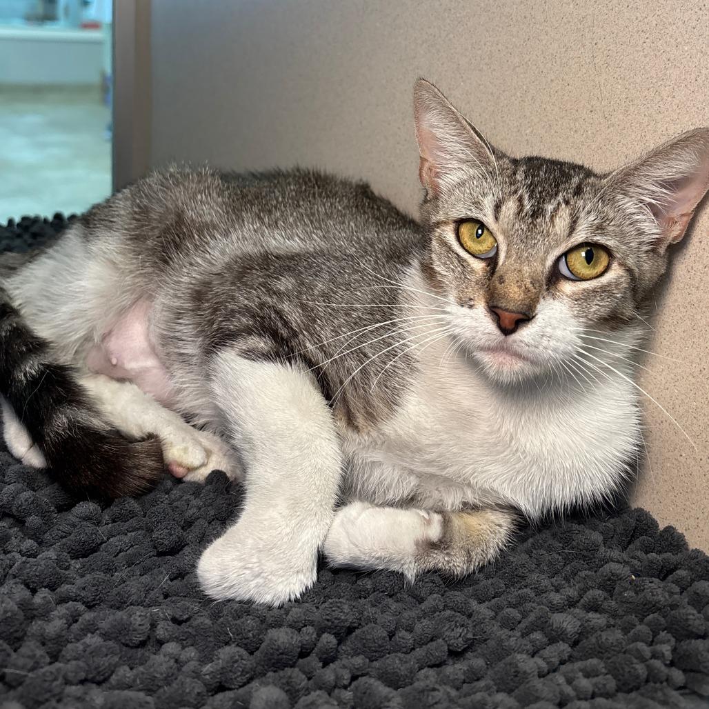 Enlarge Mamas, a Adoptable Domestic Short Hair in Galveston, TX image 1/4