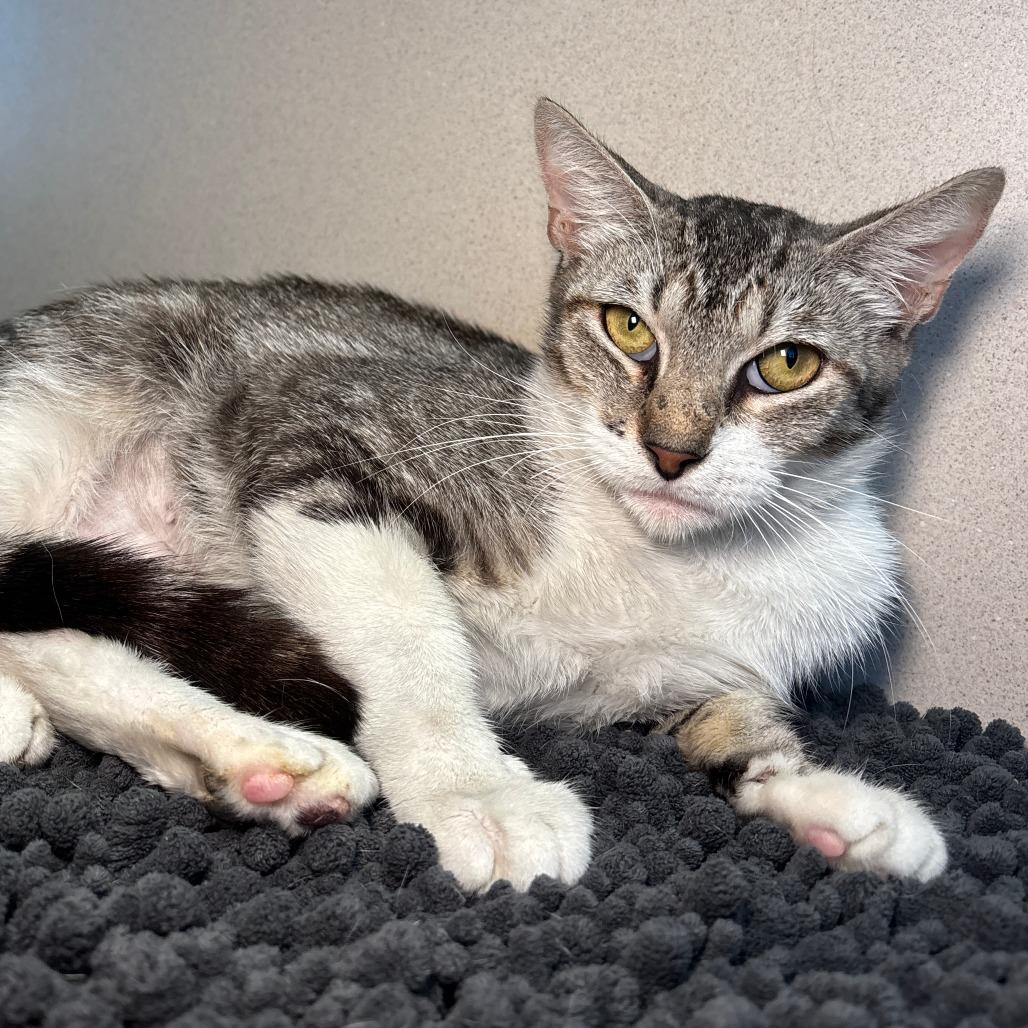 Enlarge Mamas, a Adoptable Domestic Short Hair in Galveston, TX image 2/4