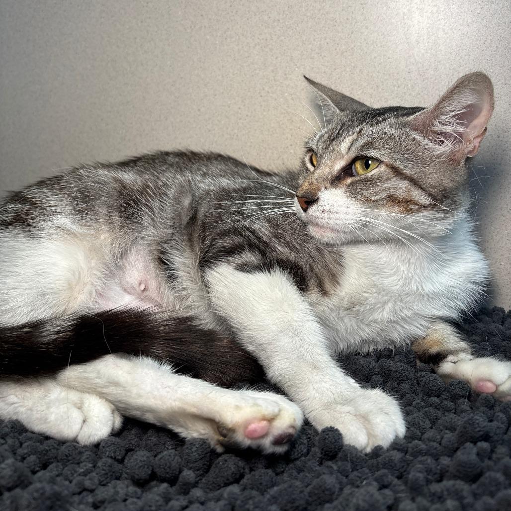 Enlarge Mamas, a Adoptable Domestic Short Hair in Galveston, TX image 3/4