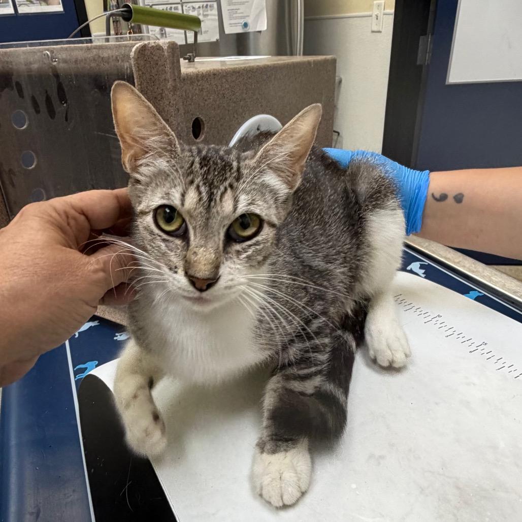 Enlarge Mamas, a Adoptable Domestic Short Hair in Galveston, TX image 4/4