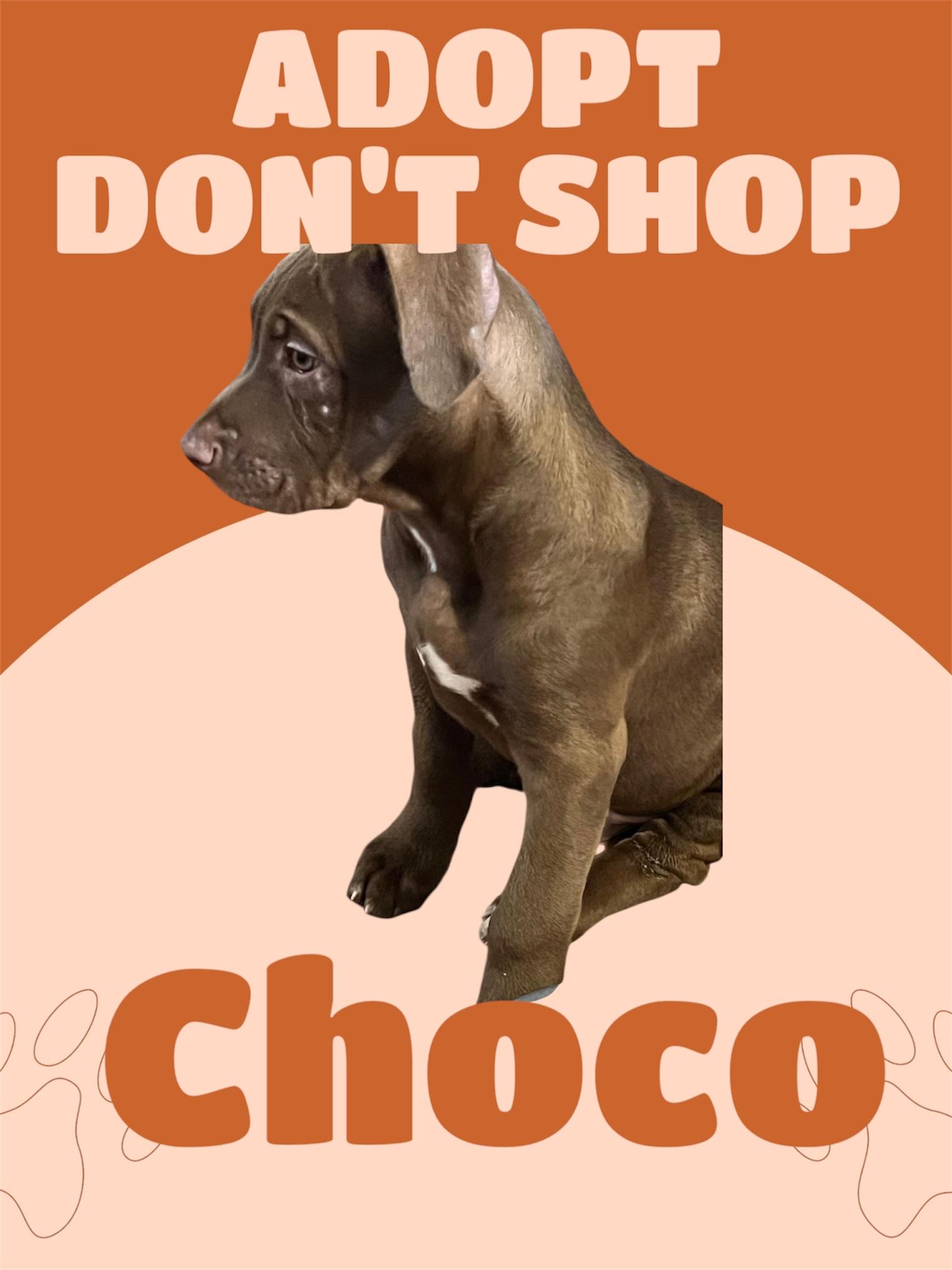 Choco, a Adoptable mixed breed in Chula Vista, CA image 2/3